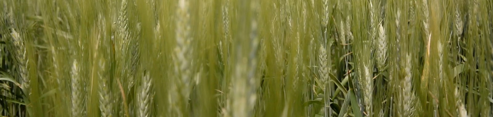 Carence en manganèse - Blé tendre