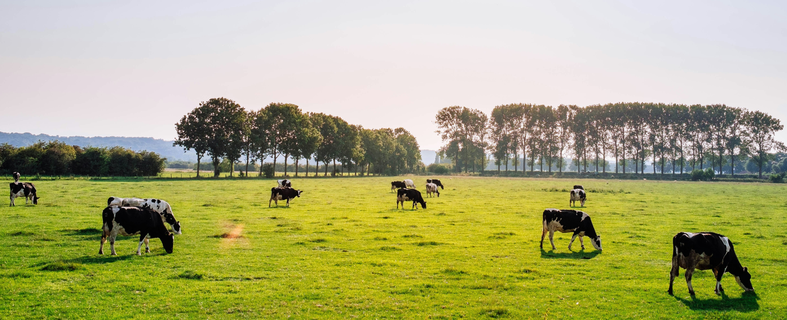 Koeien grazen op grasland