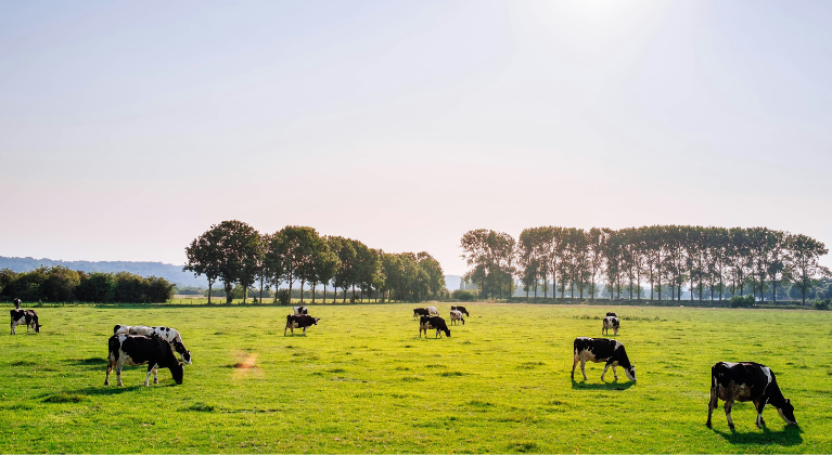 Koeien grazen op grasland