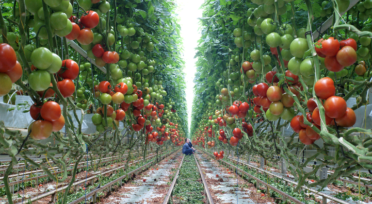 Plagen De Alpen Beringstraat Het verhogen van de opbrengst bij tomaten | Yara Nederland