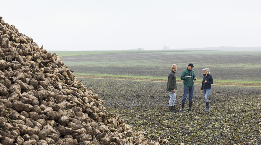 Het belang van borium, mangaan en magnesium in suikerbieten | Yara ...